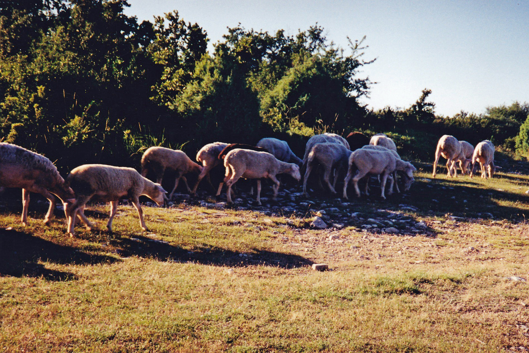 Goats on the Plateau
