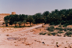 Dir'iyah watch tower and date groves