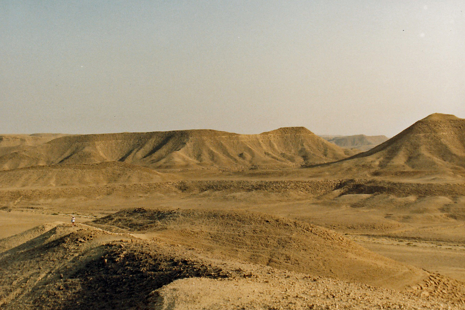 Hares laying trail in desert near Riyadh