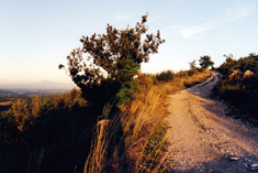 The track to the oppidum near Gaujac