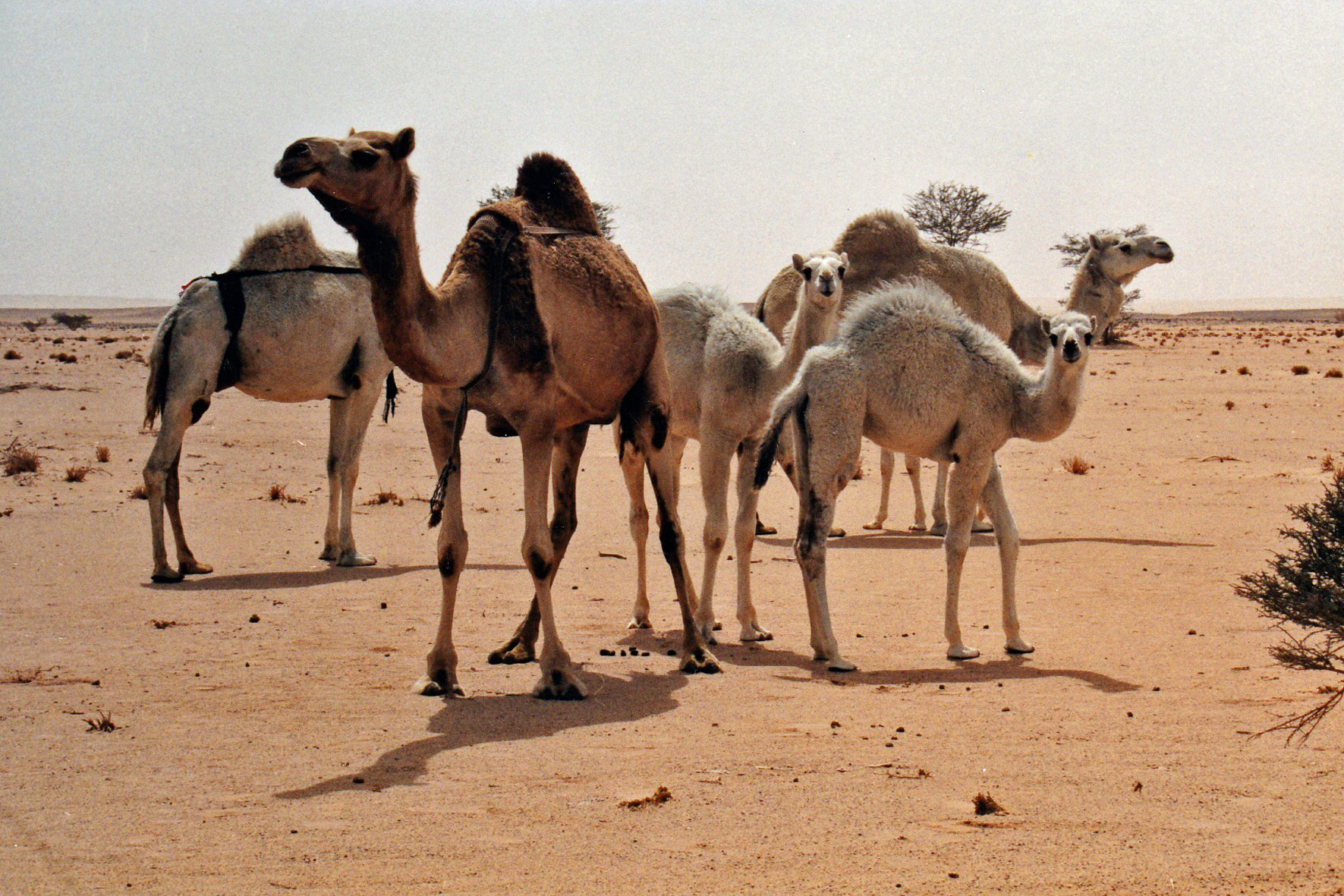 Saudi camels