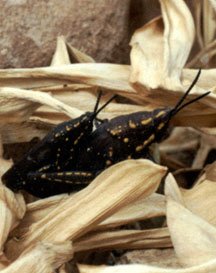 Usher Hopper grasshoppers - copyright www.whatsthatbug.com